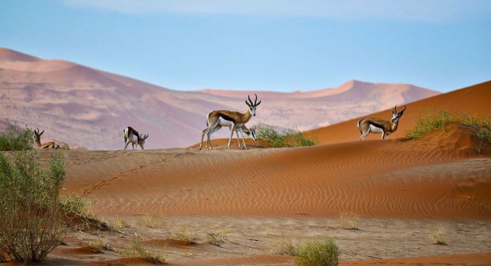 zvířata v poušti kterou salvadora perské obnovuje