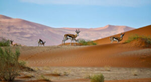 Animals eating Salvadora persica rawtoothbrush tree in desert